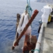 Medio Ambiente promueve un proyecto para la retirada de basuras del espacio marino del entorno del Parque Natural del Penyal d’Ifac