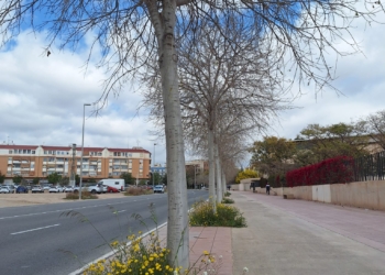 El Ayuntamiento de San Vicente apuesta por una gestión sostenible de los espacios verdes con la naturalización de alcorques