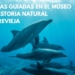 El Museo de Historia Natural amplía su horario de apertura a los viernes por las tardes
