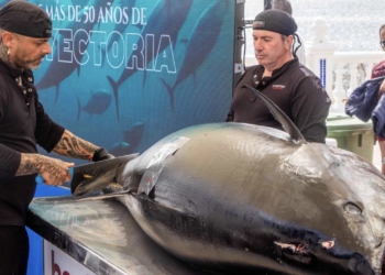 El Benidorm Gastronómico inaugura sus quintas Jornadas del Atún con el ronqueo de un ejemplar de 320 kilos
