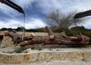 Petrer pone en valor el tronco del emblemático pino de Ferrusa que se desplomó el año pasado