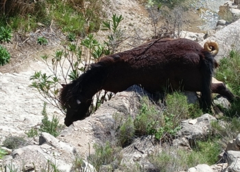 Aparece un caballo muerto en la rambla de Puça