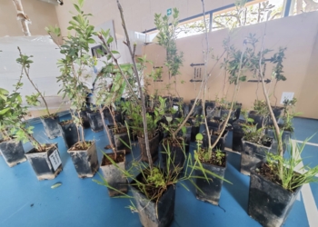 Medio Ambiente cede más de medio centenar de plantas para la reconstrucción del jardín de un colegio de Alfafar afectado por las inundaciones