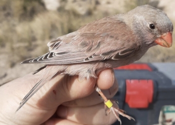 La UA y PreZero renuevan colaboración para preservar las especies amenazadas en la ZEPA Riu Montnegre