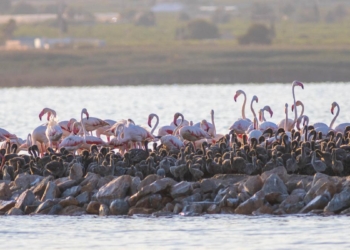 «Para practicar el birding hay que ser sigiloso y tener paciencia»