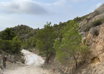 Medio Ambiente solicita a la Generalitat Valenciana la retirada de pinos secos en la Sierra de Crevillent