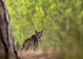 Cómo la genética ha ayudado a la recuperación del lince ibérico