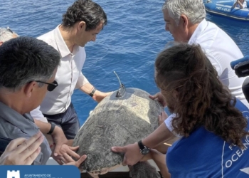 Nuca, la tortuga rescatada hace dos meses del puerto de Torrevieja regresa al mar tras recuperarse en el Oceanogràfic