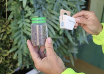 Benidorm emplea ‘insectos útiles’ para controlar las plagas en el arbolado y jardines locales