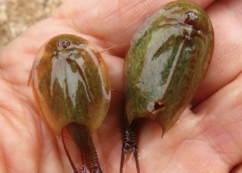 Medio Ambiente verifica la producción de 38.208 huevos de ‘Triops cancriformis’, la especie viva más antigua de la Tierra