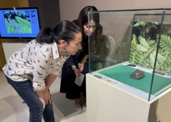 El MUPE expone por primera vez un fósil de una nueva especie de insecto única en el mundo