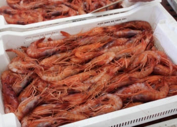 Agricultura lamenta que la propuesta del Ministerio sobre la cuota de gamba roja ponga en riesgo a la flota de la Comunitat Valenciana