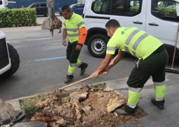 Benidorm replanta cerca de 400 árboles dañados por enfermedades o vandalismo