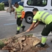Benidorm replanta cerca de 400 árboles dañados por enfermedades o vandalismo