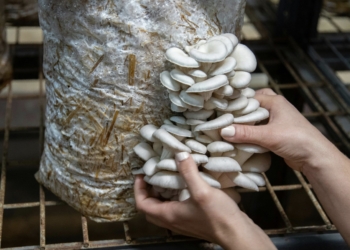 Emplean residuos de setas para un dispositivo que transforma la luz en electricidad