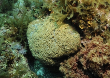 Detectan concentraciones “excepcionalmente altas” de microplásticos en las Islas Columbretes