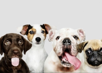 Bienestar Animal presenta la III Feria de la Adopción en Crevillent