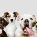 Bienestar Animal presenta la III Feria de la Adopción en Crevillent