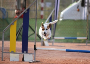La obediencia del amigo más fiel