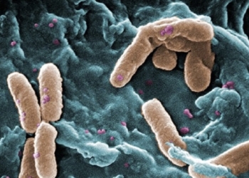 En un descubrimiento que redefine los límites conocidos de la vida: Bacterias capaces de sobrevivir 30 años en agua pesada