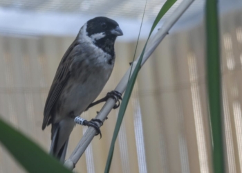 Nacen en el centro de recuperación de fauna de El Saler los primeros escribanos palustres iberorientales criados en cautividad