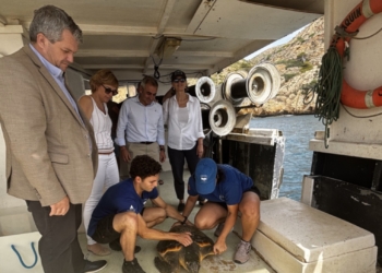 Bogamarins, caballitos de mar y una tortuga han sido liberados al mar de Xàbia