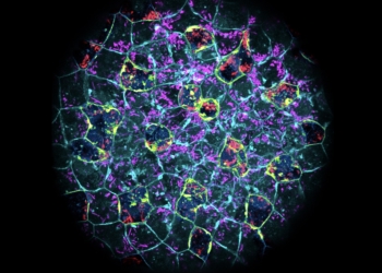 Descubren que los embriones pueden eliminar infecciones bacterianas antes de formar su sistema inmune