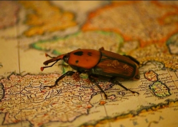 El hambre de los bichitos inteligentes