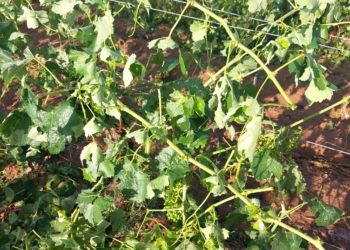 LA UNIÓ informa que el pedrisco de ayer afecta a unas 3.000 hectáreas de cultivo en la comarca de Utiel-Requena