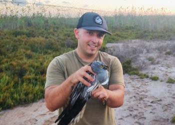«No se trata de eliminar a las gaviotas, sino de restablecer un equilibrio»