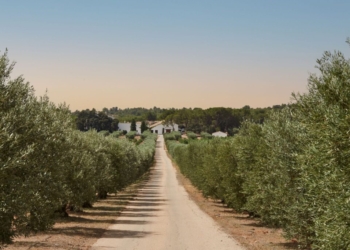 Vino como seña, territorio como relato