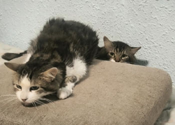 La UMA y Bienestar Animal inspeccionan una vivienda en la que vivían 22 gatos y retiran 17 de ellos