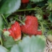 Bioenvases alimentarios a partir de desperdicios de fresas