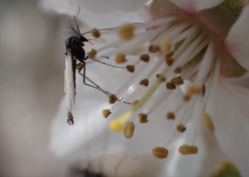 El cambio climático reduce el tamaño y la supervivencia de los insectos acuáticos