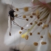 El cambio climático reduce el tamaño y la supervivencia de los insectos acuáticos