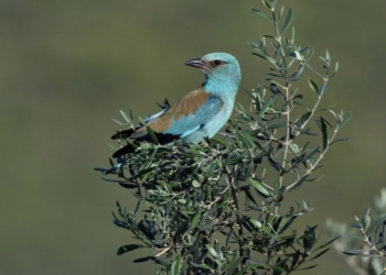 Un estudio demuestra que una mayor diversidad vegetal en los olivares repercute positivamente sobre las aves
