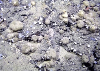 La conectividad y adaptación de las esponjas atlánticas peligran por los cambios de temperatura y la pesca de arrastre