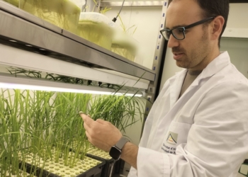 Un investigador de la UA estudia cómo convertir residuos de posidonia en fertilizantes sostenibles