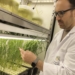 Un investigador de la UA estudia cómo convertir residuos de posidonia en fertilizantes sostenibles