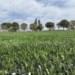 Finalizan las obras de renovación del césped en el campo Manuel Moreno Cabanes
