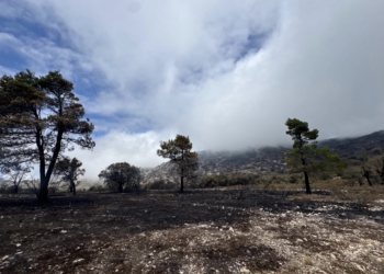 Martínez Mus confirma que ya se trabaja en el plan de recuperación tras el incendio que ha afectado al parque natural de la Font Roja