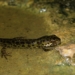 La introducción ilegal de especies protegidas puede suponer una amenaza a la biodiversidad, según estudios de la UMH y la UMU