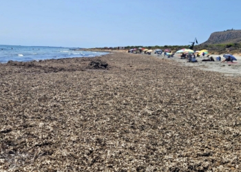 A la espera de permiso para retirar toneladas de arribazón de posidonia en las calas bajo el Cabo de Santa Pola