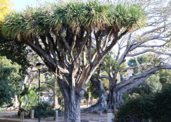 Mapa urbano del frescor vegetal