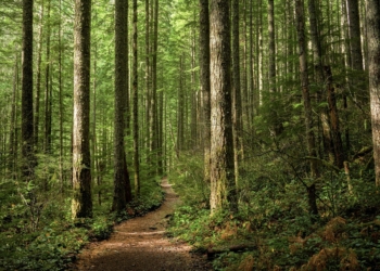 Los bosques de Europa pierden capacidad para absorber carbono