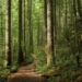 Los bosques de Europa pierden capacidad para absorber carbono