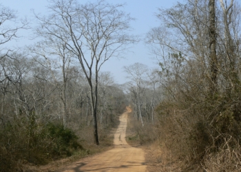 Las sequías han afectado de forma limitada al crecimiento de árboles tropicales en el último siglo