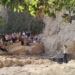El yacimiento paleolítico de El Salt, una ventana abierta al mundo neandertal