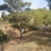 Alcoy ejecutará, con una subvención de la Generalitat, la franja cortafuegos y la mejora del camino entre el Mas dels Capellans y el Mas del Pla