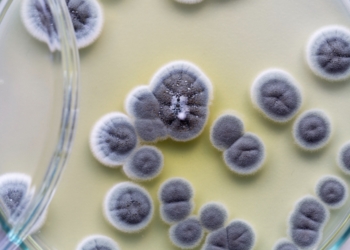 Crean una gran base de datos y un software para combatir la resistencia de los hongos a los medicamentos